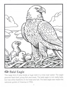 eagle-coloring-page
